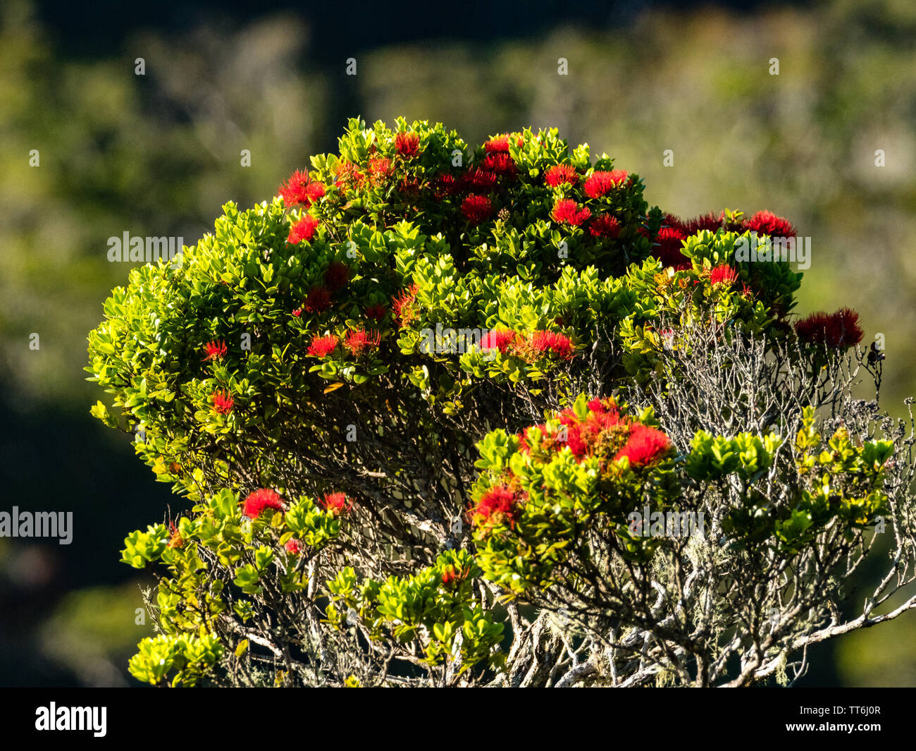 Ohia flowers hires stock photography and images Alamy