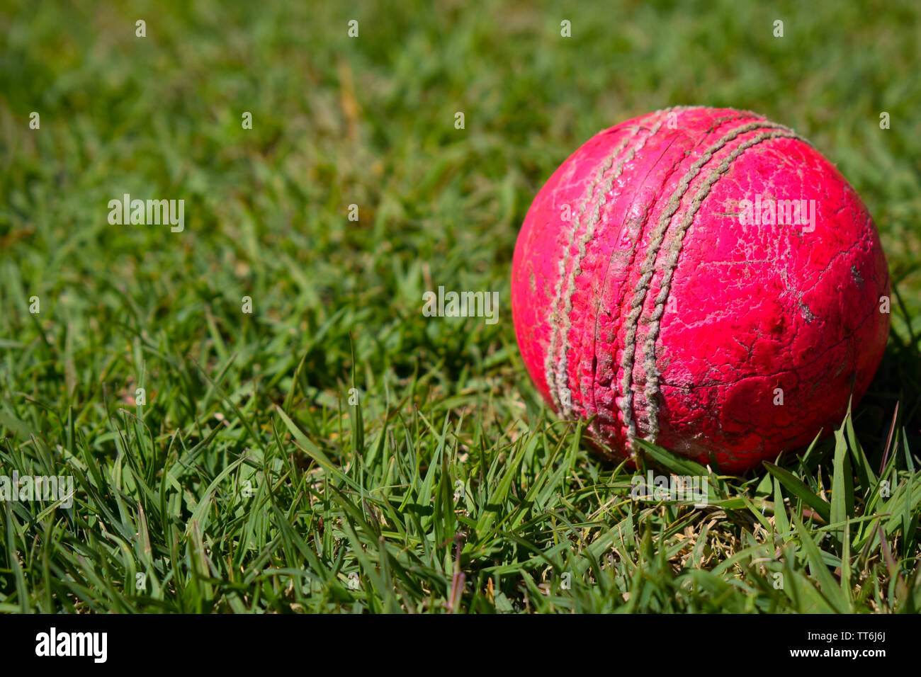 Cricket ball isolated on a grass. Colour of ball is pink. cricket ball in the playground. Stock Photo