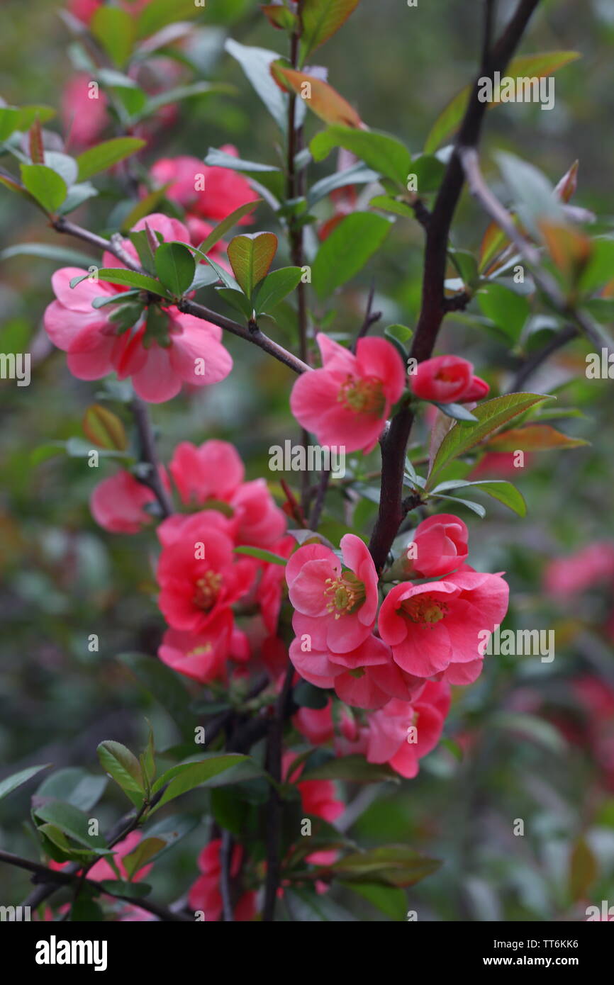 Do You Know Your Flowering Quince