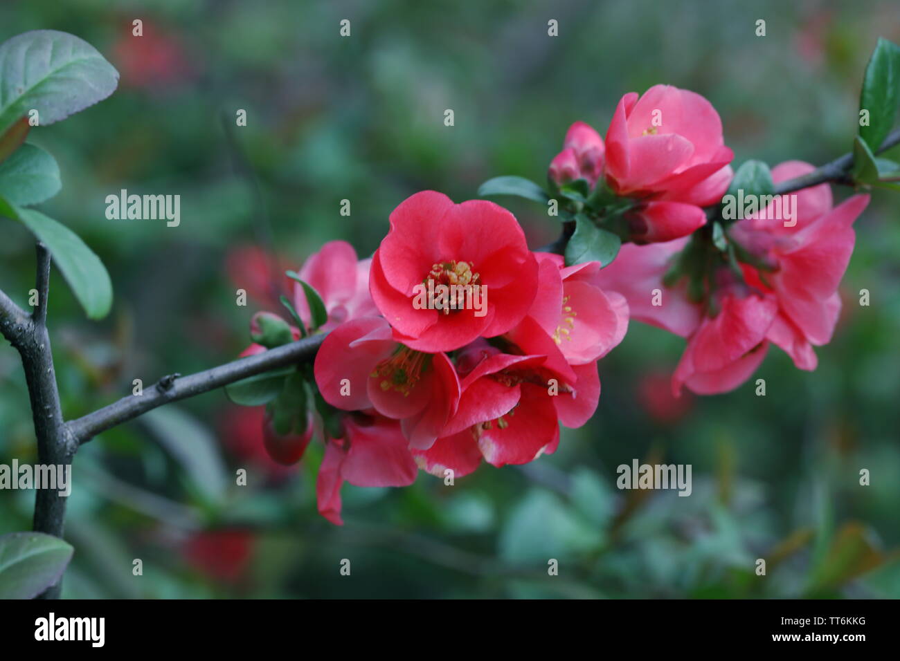Blooming japanese quince closeup Stock Photo
