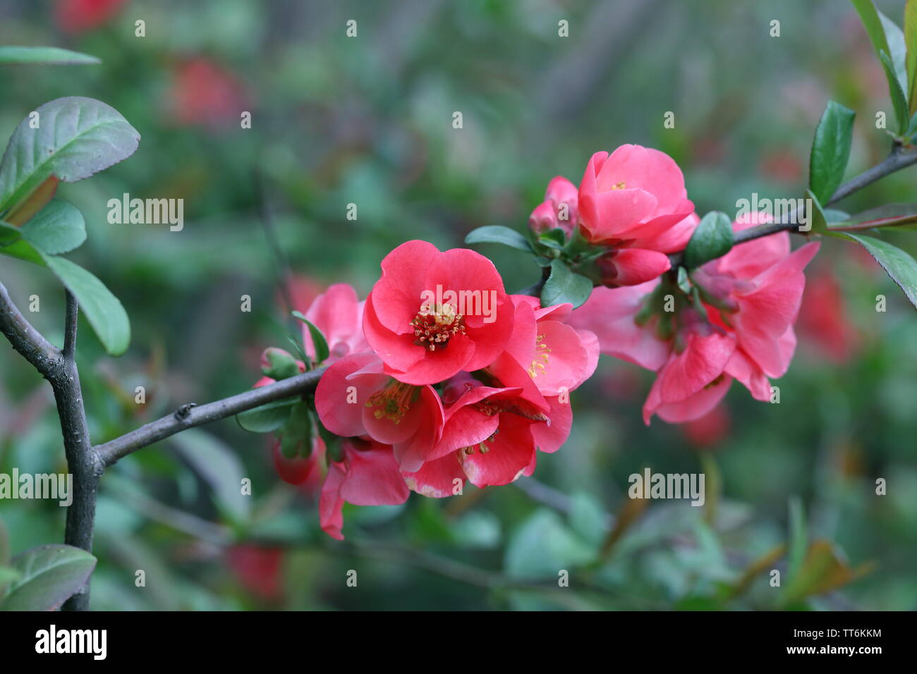 Blooming japanese quince closeup Stock Photo