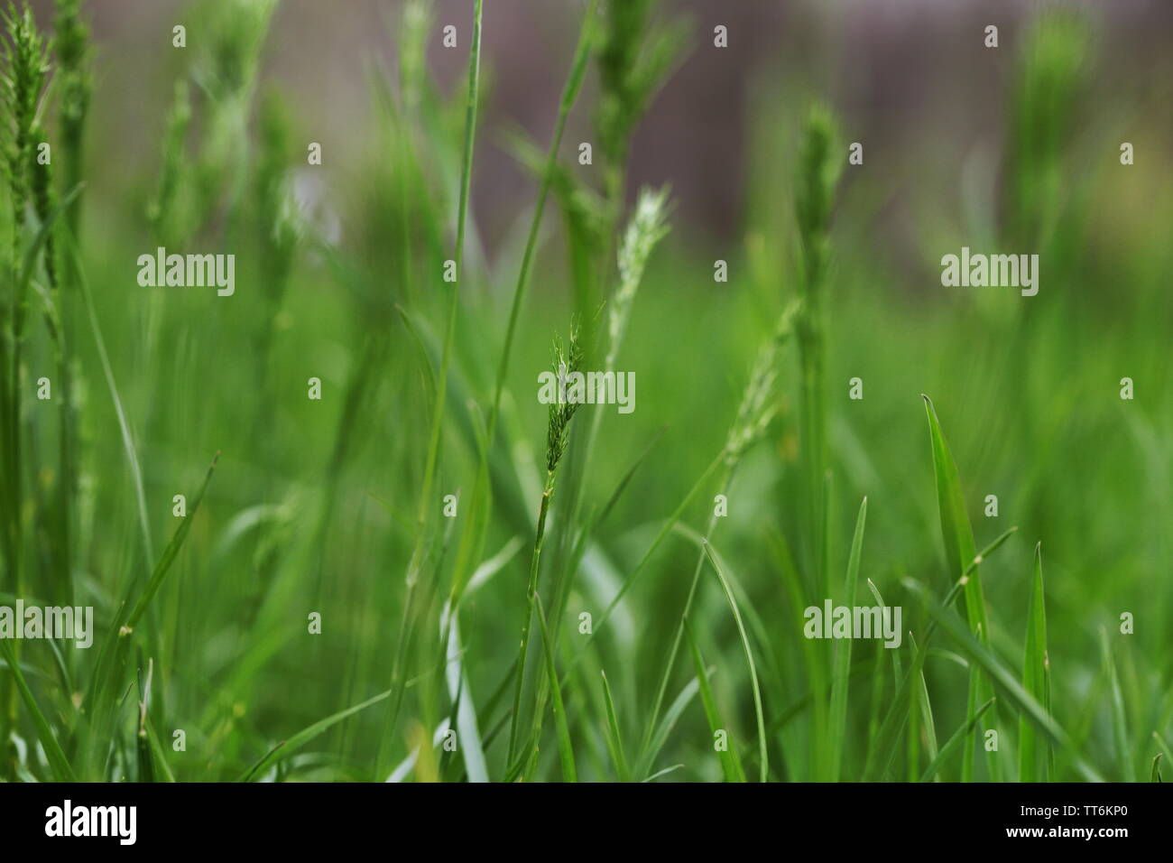 Spring green grass in the park. The lawn Stock Photo - Alamy