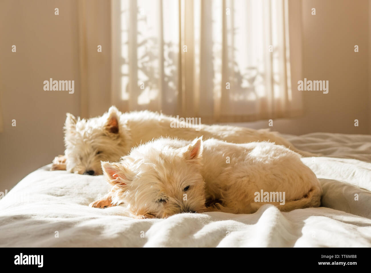 Pet friendly lazy cute west highland white terrier