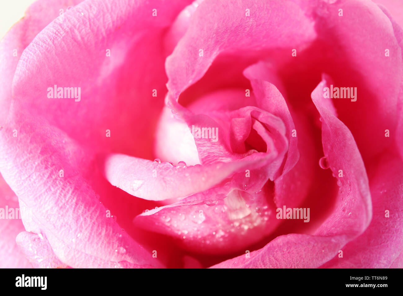 Beautiful pink rose close-up Stock Photo - Alamy