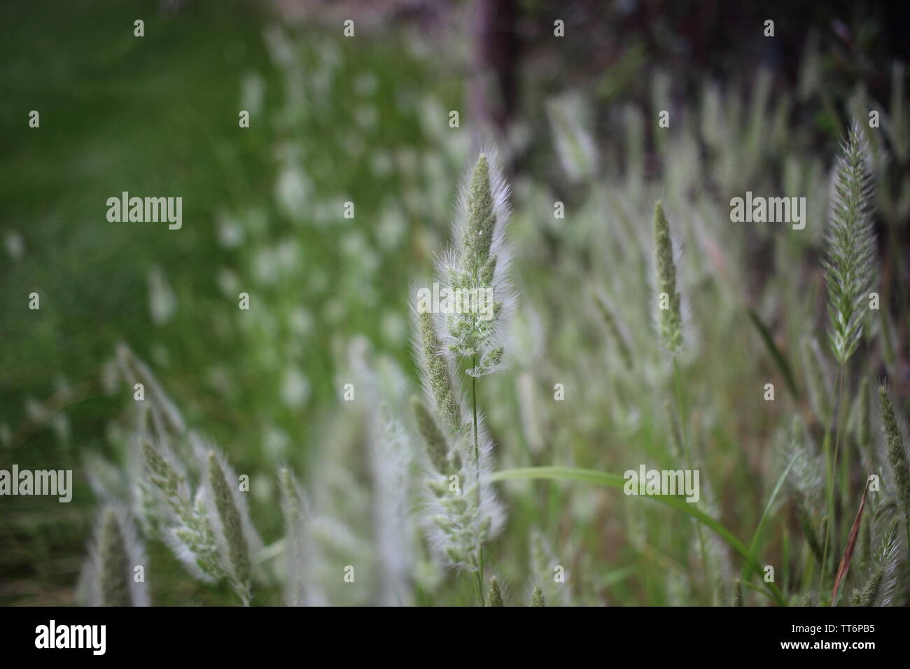 Meadow with tall grass hi-res stock photography and images - Alamy