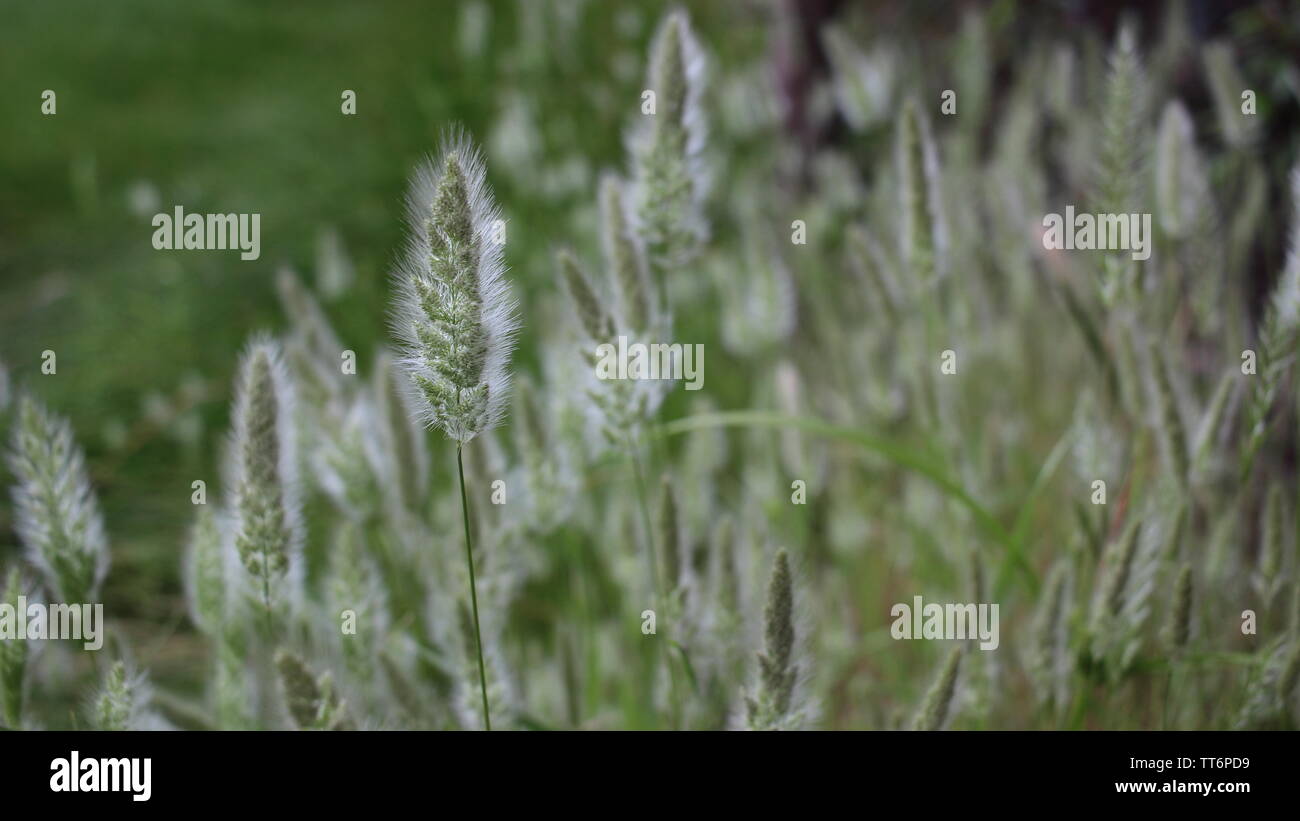 Tall grass prairie hi-res stock photography and images - Alamy