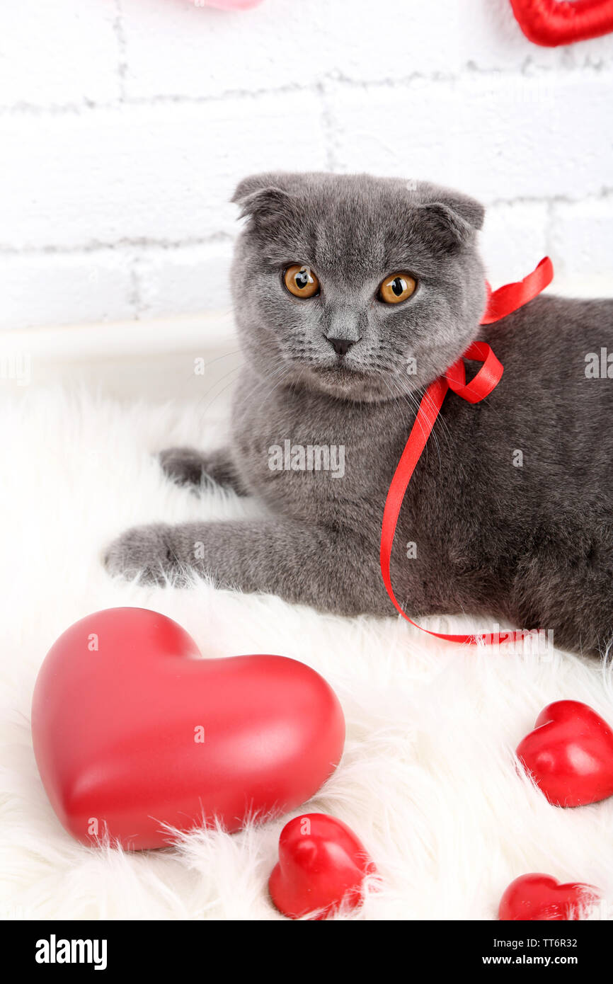 Lovely British short hair cat with hearts and ribbon on fur rug on ...