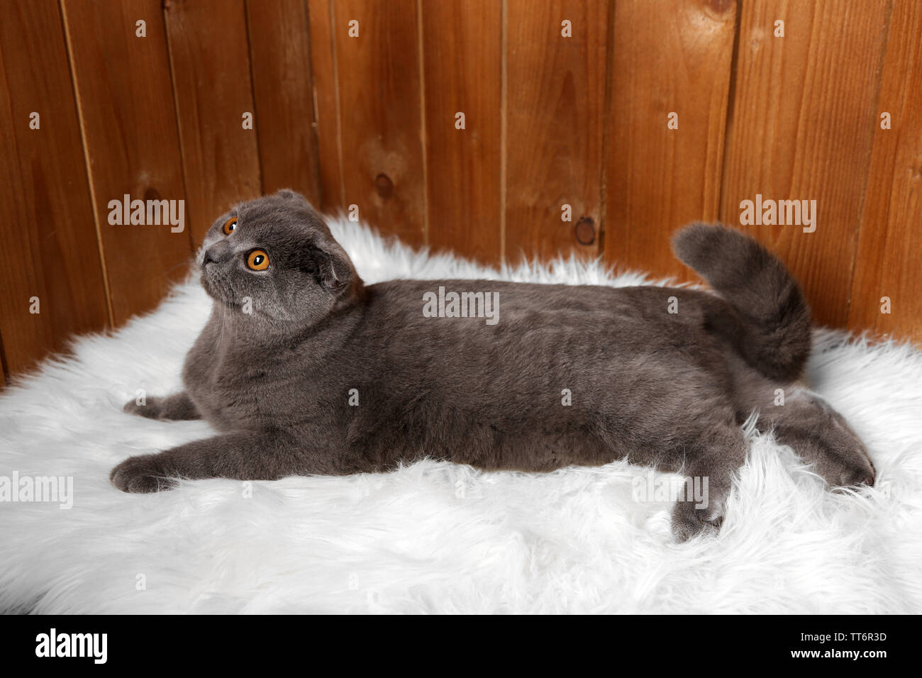 British cat lying on fur rug on wooden background Stock Photo - Alamy