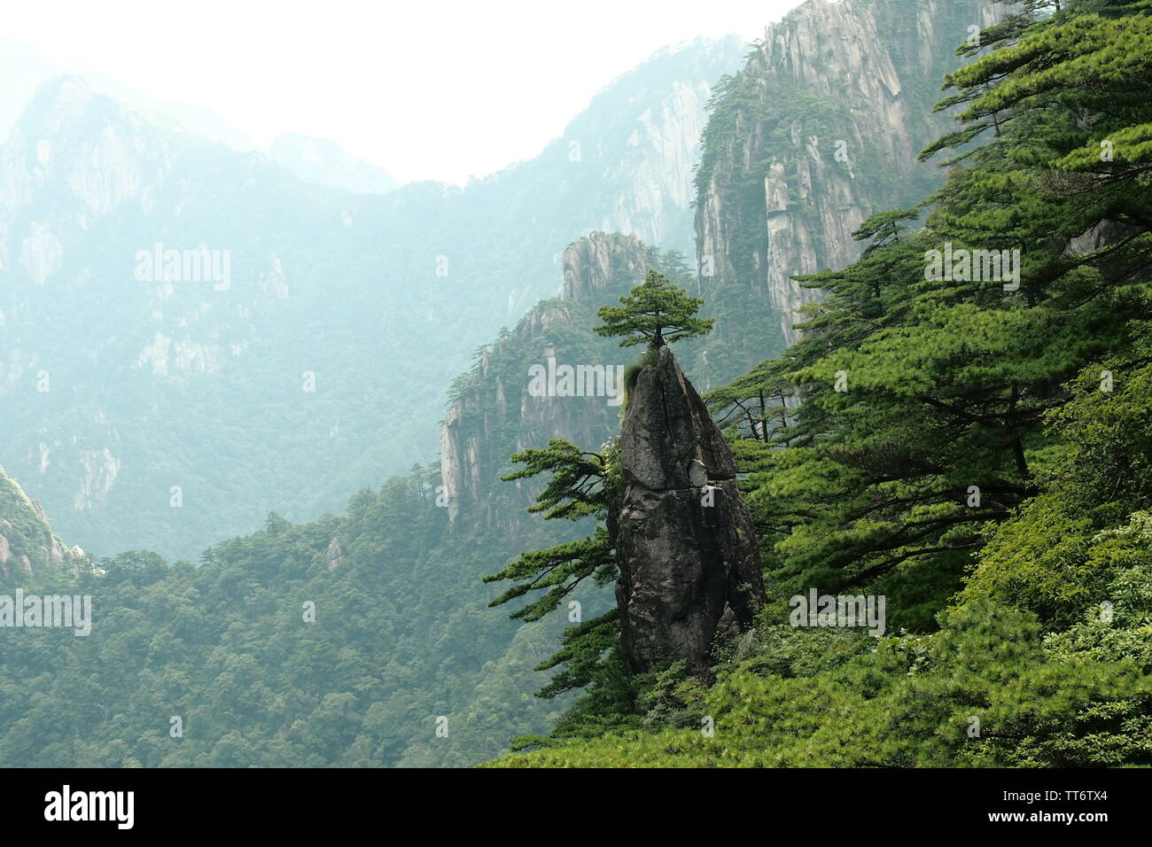 view of mountain tops and little tree of huangshan / yellow mountains in China after hiking up to the top and climbing millions of steps and stairs Stock Photo