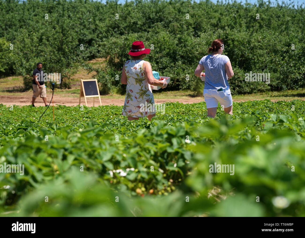 Middlefield, CT USA. Jun 2019. People from all walks of life and cultures reaping the rewards of the first days of a New England fruit picking saeson. Stock Photo