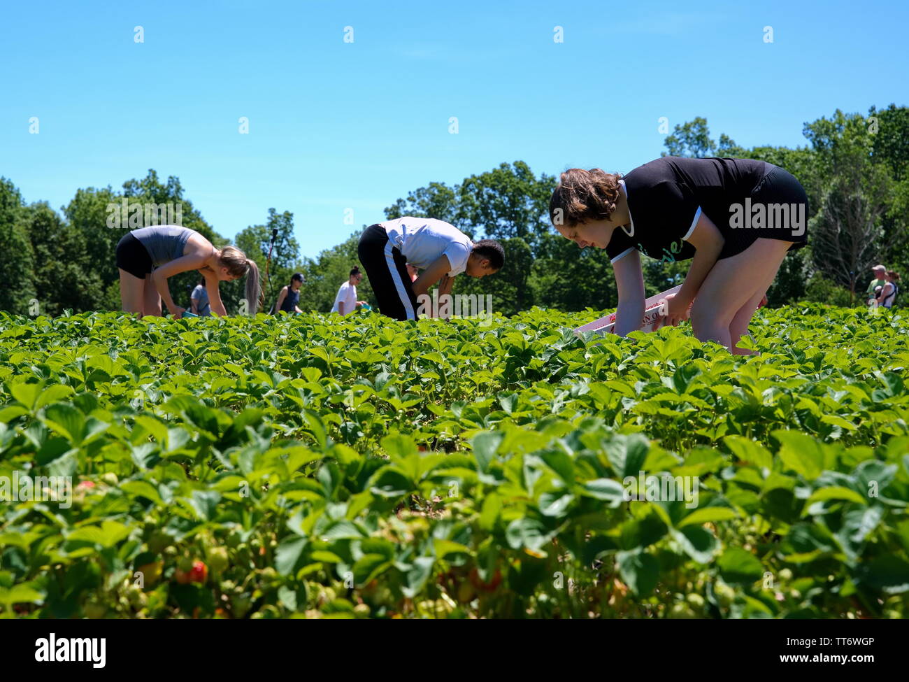 Middlefield, CT USA. Jun 2019. Friends sharing some quality times picking strawberries at a local New England orchard. Stock Photo
