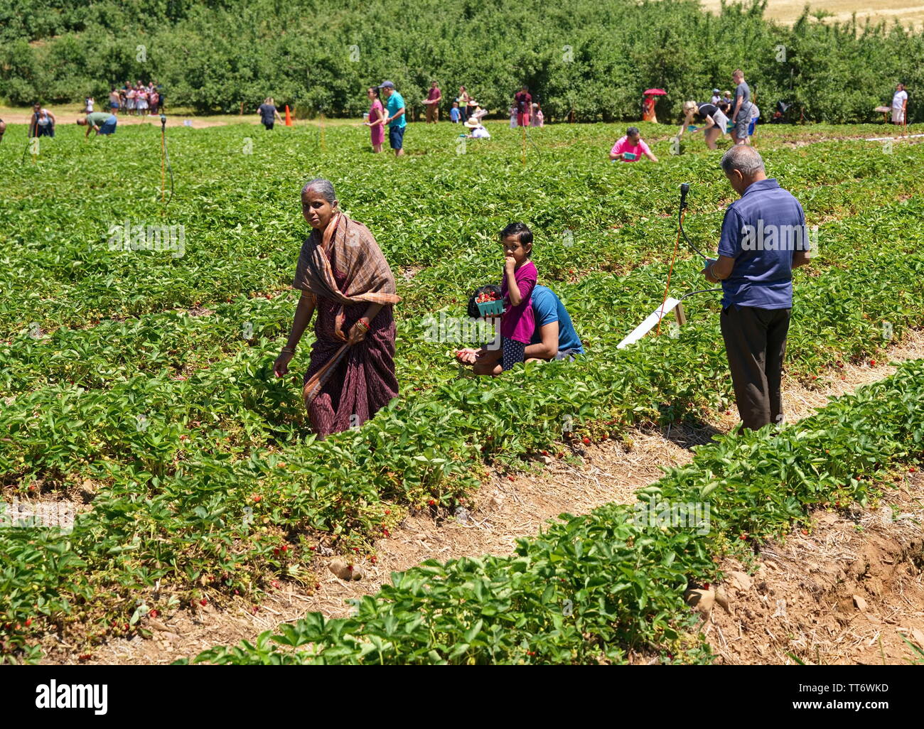 Middlefield, CT USA. Jun 2019. Indian American family enjoying the first days of a New England fruit picking season for delicious strawberries. Stock Photo
