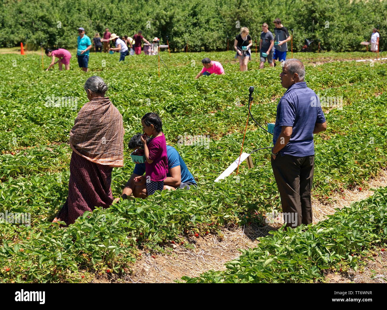 Middlefield, CT USA. Jun 2019. Indian American family enjoying the first days of a New England fruit picking season for delicious strawberries. Stock Photo