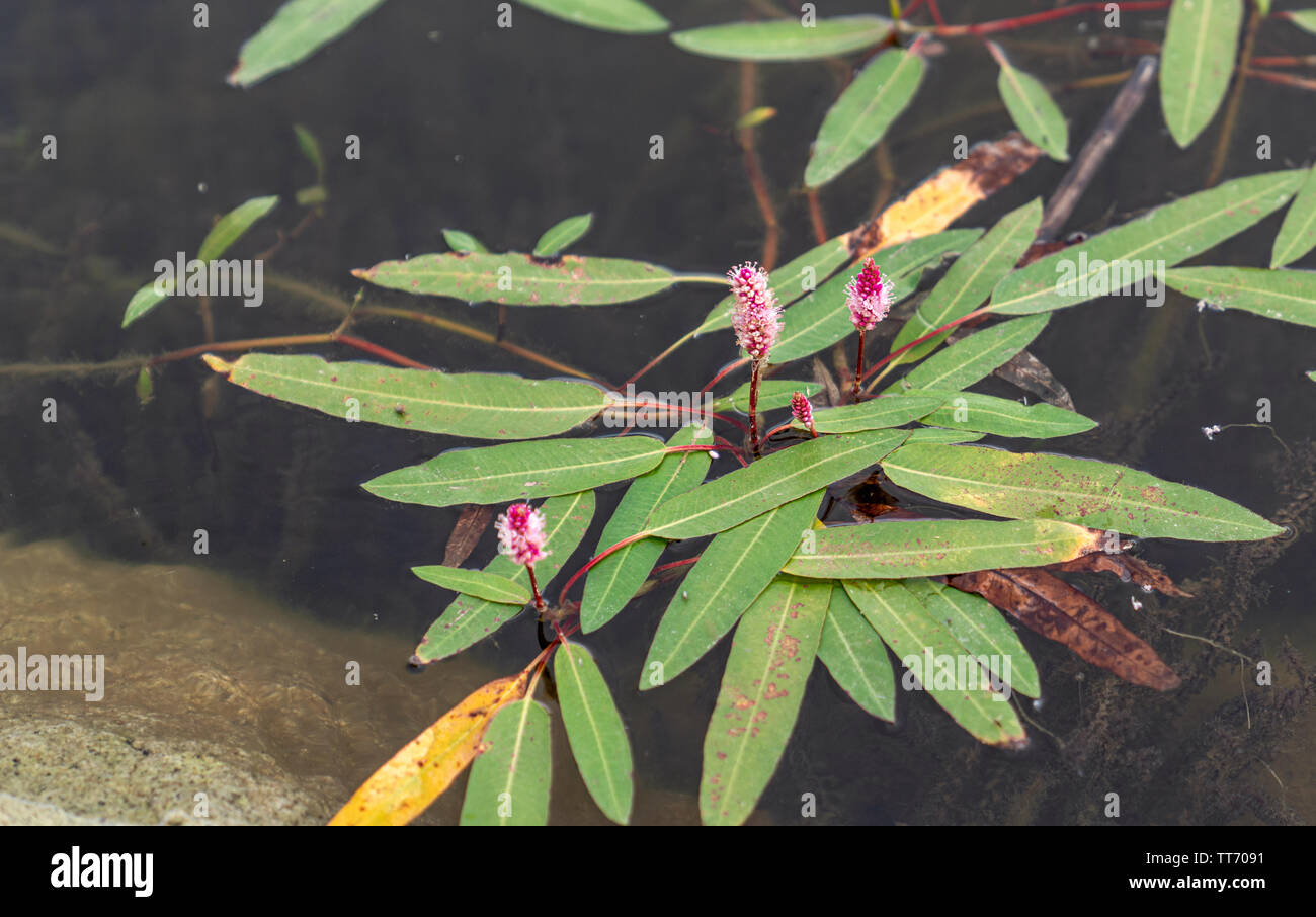 Water knotweed (smartweed) flowers growing in Lake Emre in Phrygia Valley Natural Park (Frig Vadisi Tabiat Parki), Ihsaniye, Afyonkarahisar/Turkey Stock Photo