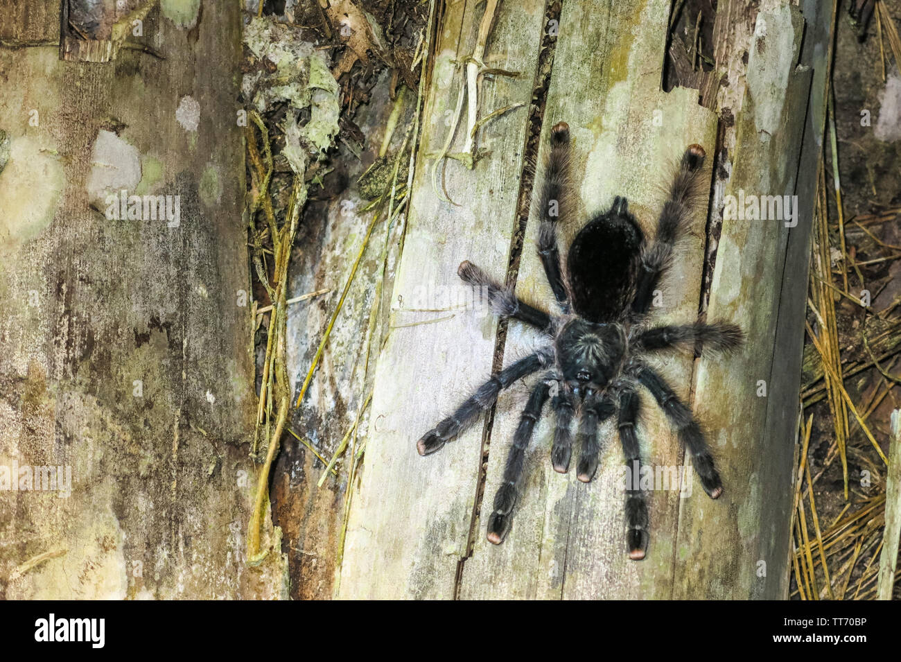 Furry tarantula alfresco walking along the tree trunk. Amazon forest in the Madidi National Park, Bolivia Stock Photo