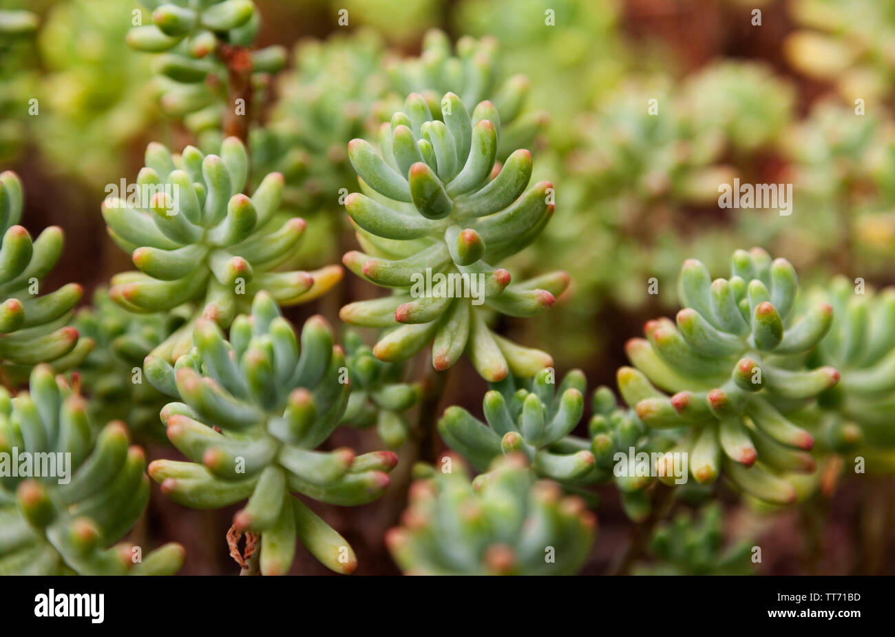 green plants with thick leaves Stock Photo - Alamy