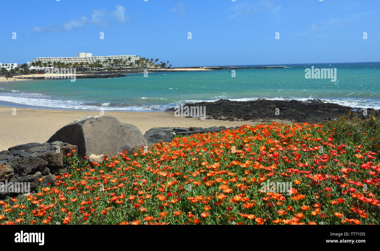 View of the Beach at Costa Teguise Lanzarote  with Orange Flowers in the Forground. Stock Photo