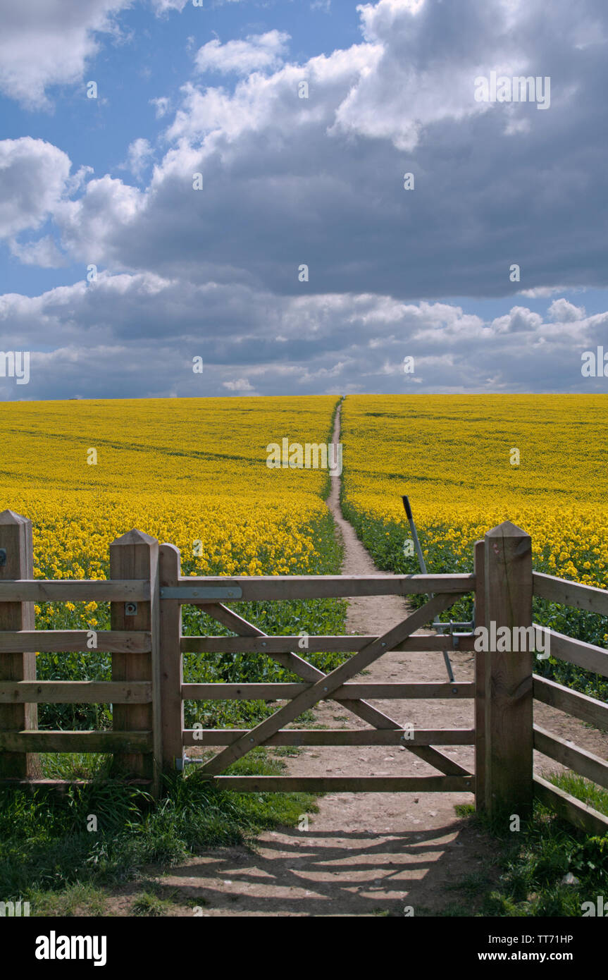 Gate leading to rapeseed field on the English South Downs Way a long distance walking path. Stock Photo