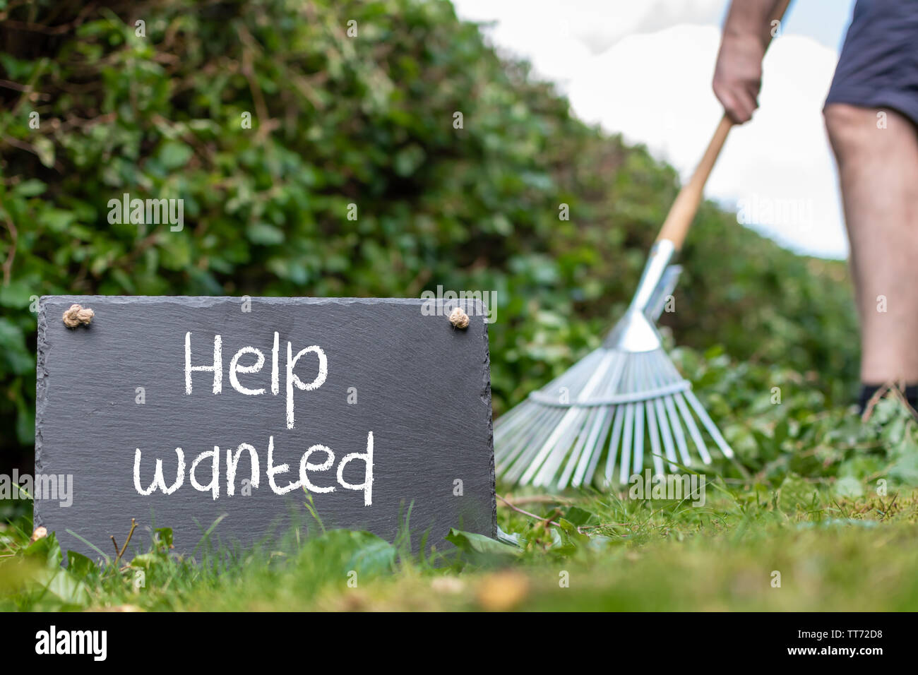 Help wanted in the garden. Man is raking leaves of a freshly cut hornbeam hedge. The words 'help wanted' are written on a slate. Stock Photo