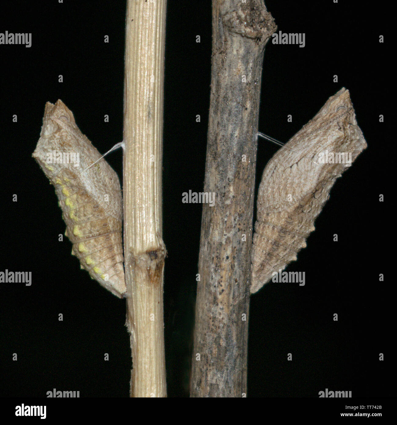 two swallowtail butterfuly pupae harnessed to dry sticks showing natural color variation in the papilio machaon species Stock Photo