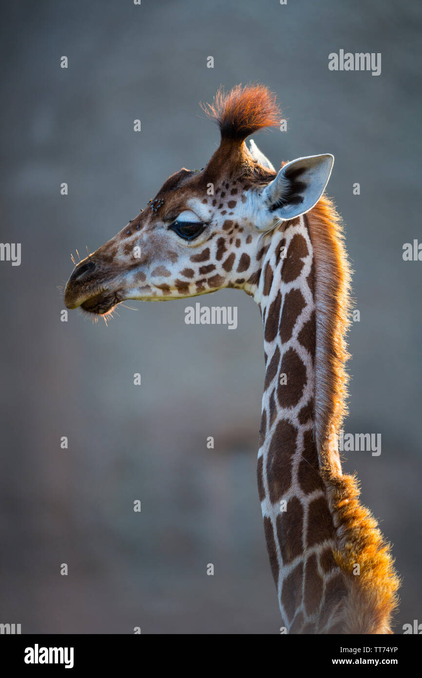 Rothschild's giraffe (Giraffa camelopardalis rothschildi Stock Photo ...