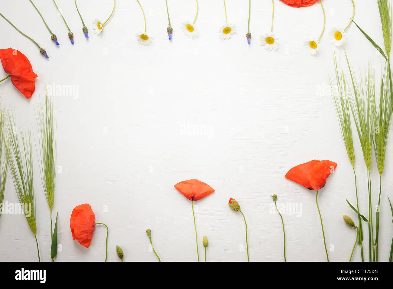 Blossom of poppies, green rye,chamomile,cornflowers  over  white textured background . Image with copy space, top view for lettering, text or design. Stock Photo