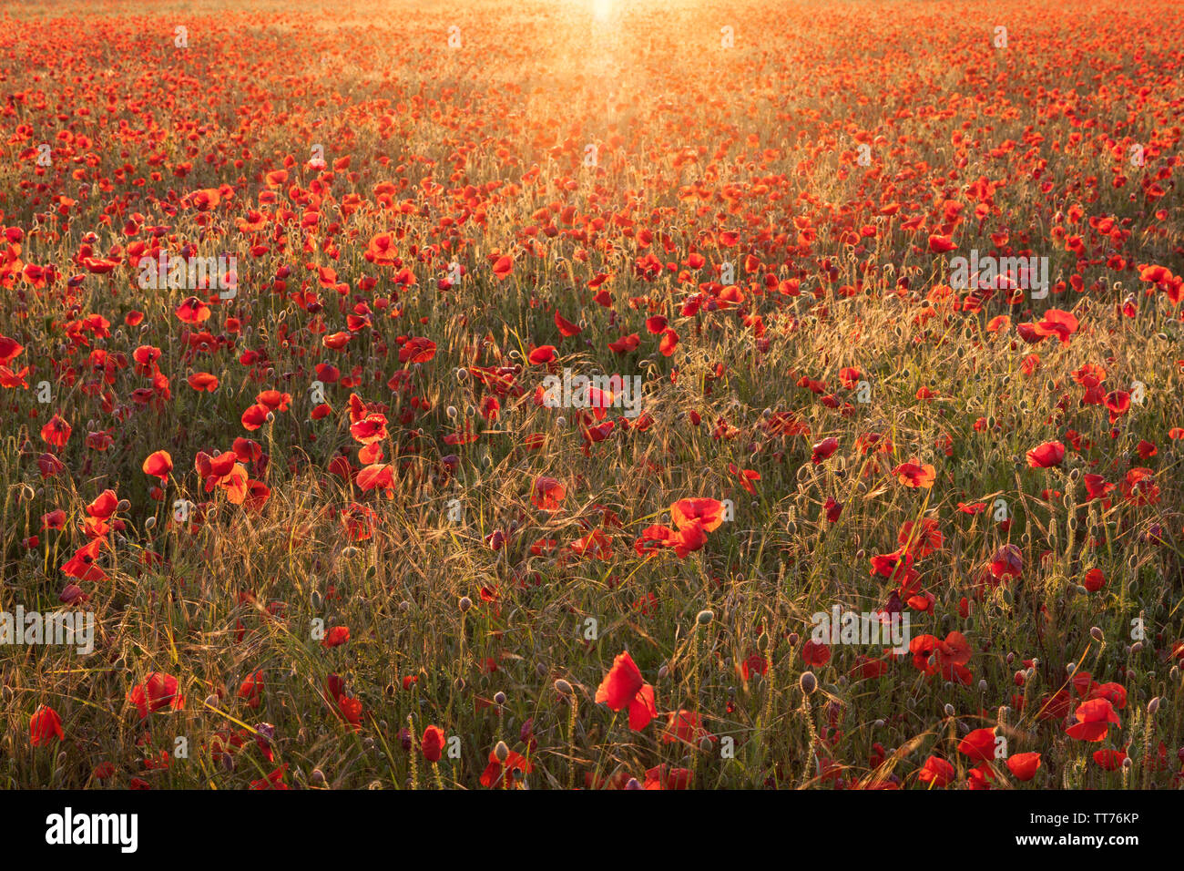 Scotter, Lincolnshire, UK. 15th June, 2019. UK Weather: A field of Poppies at first light in Lincolnshire. A bright and dry morning, after days of rain caused flooding in parts of the county. Scotter, Lincolnshire, UK. 15th June 2019. Credit: LEE BEEL/Alamy Live News Stock Photo
