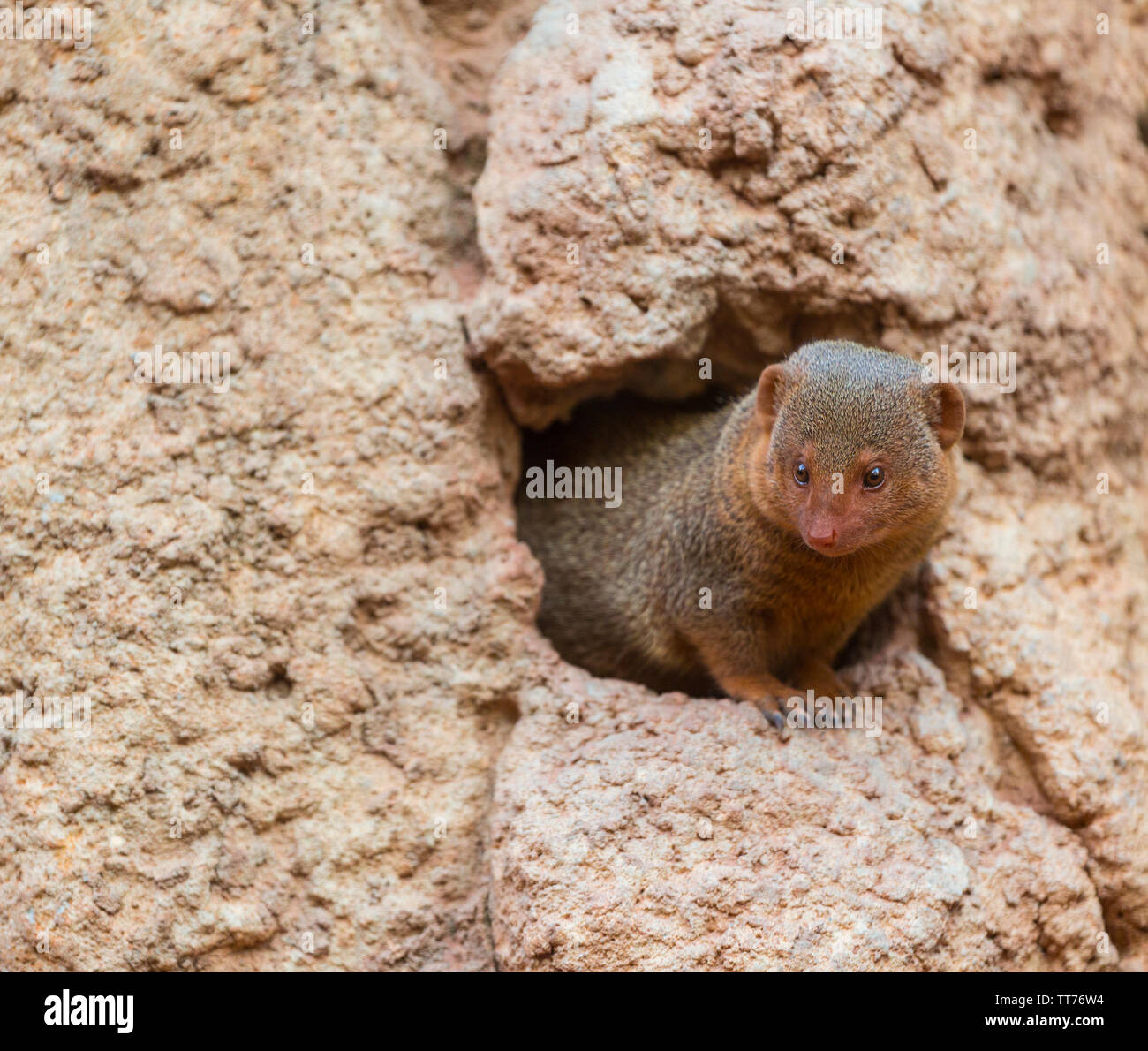 Common dwarf mongoose mangosta enana hires stock photography and images Alamy