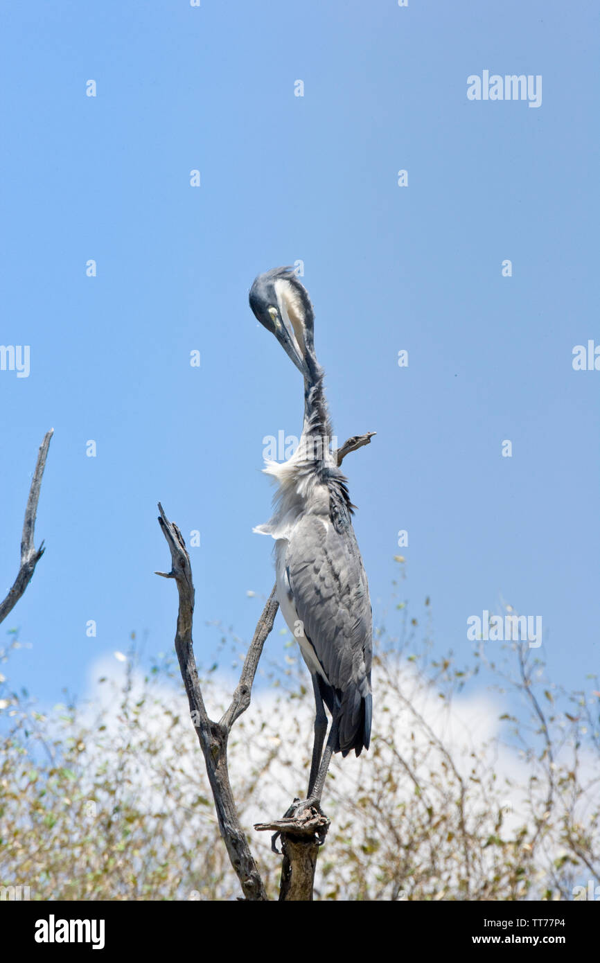 Grey Heron (Ardea cinerea) preening itself in a dead tree in the Masai Mara, Kenya, East Africa Stock Photo