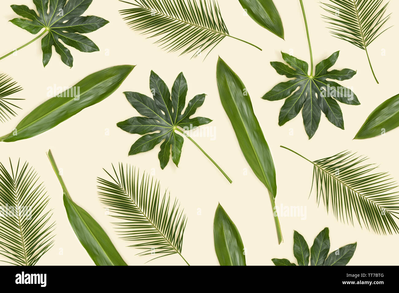 Various green palm leaves pattern Stock Photo