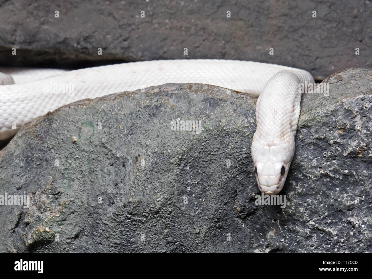 Closeup Albino Black Rat Snake Coiled in The Cave Stock Photo