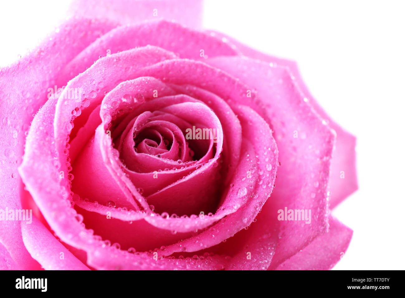 Beautiful pink rose close-up Stock Photo - Alamy