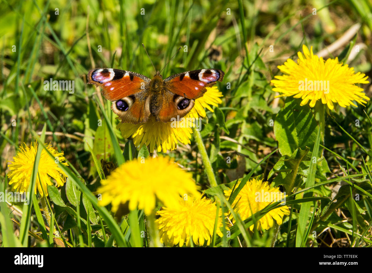 European Peacock butterfly sits on a dandelion on a sunny summer day ...