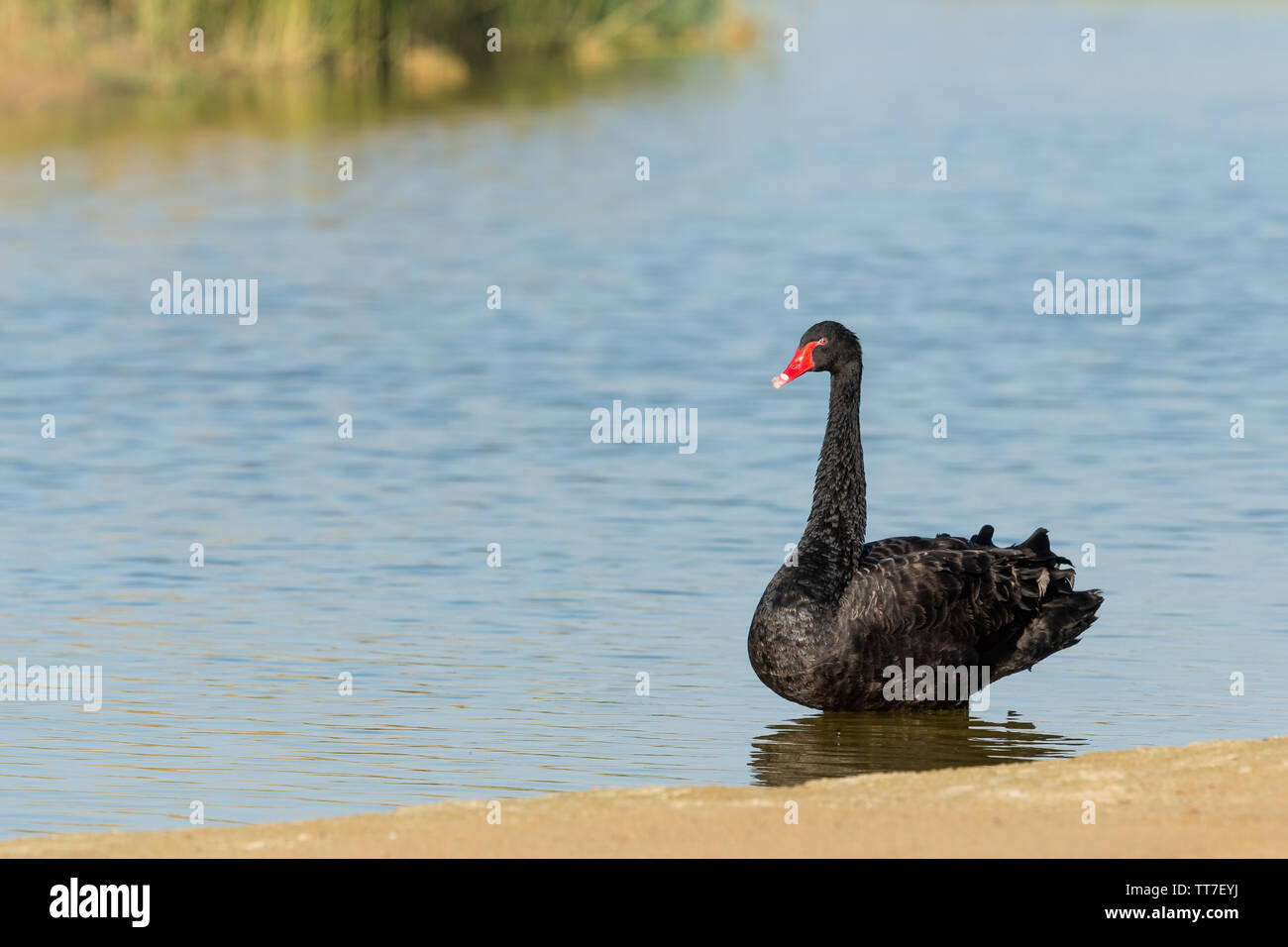 Black swan (Cygnus atratus) standing on shore of Al Qudra lake in Dubia, UAE Stock Photo
