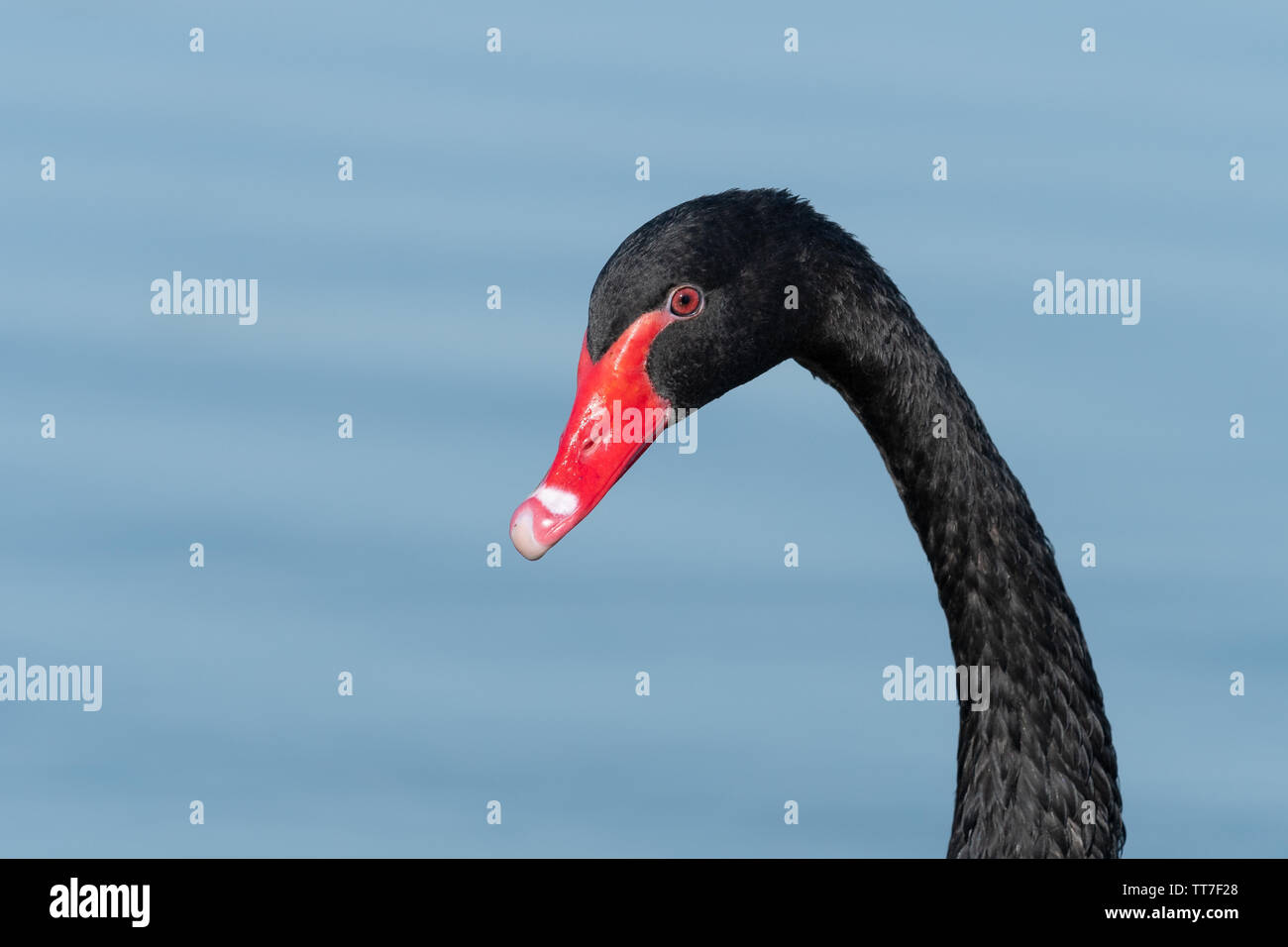 Black swan (Cygnus atratus) swimming on a lake Stock Photo