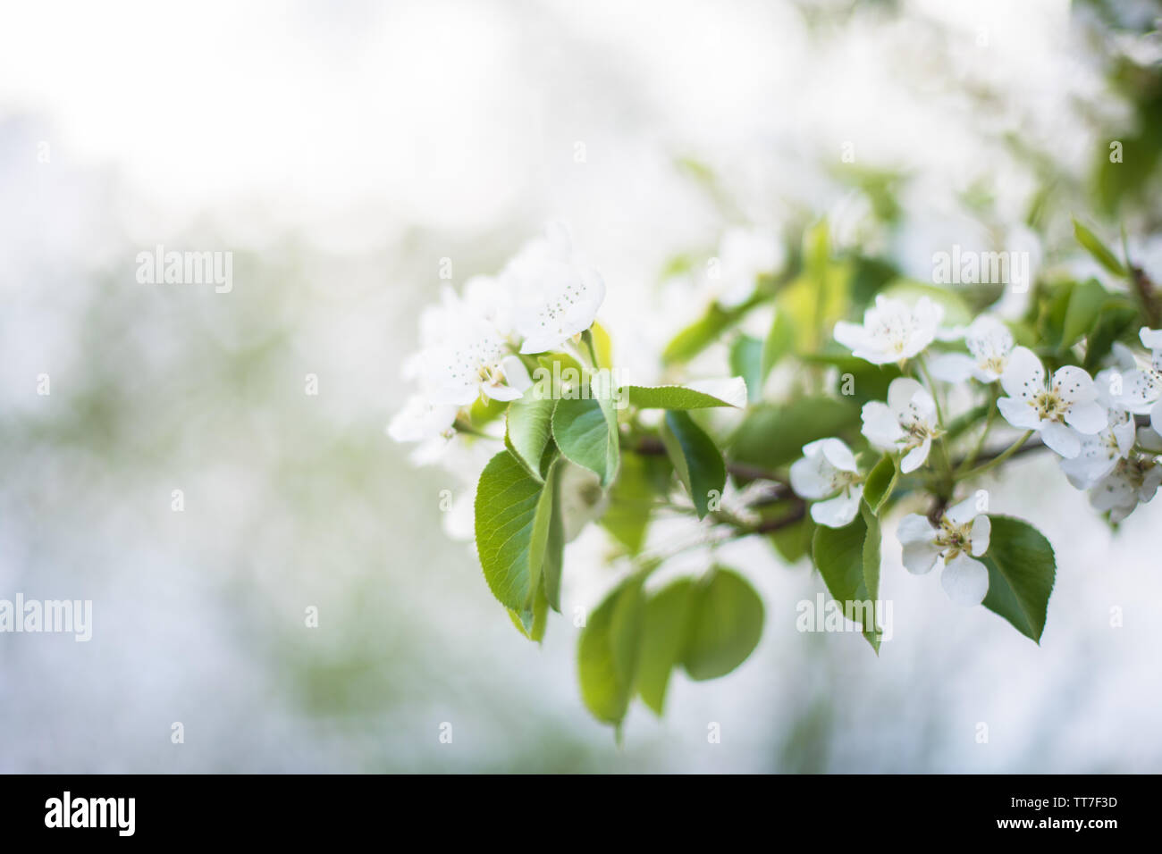 Blooming white flowers fruit tree: Apple, pear in the garden in early spring. Horizontal photography Stock Photo