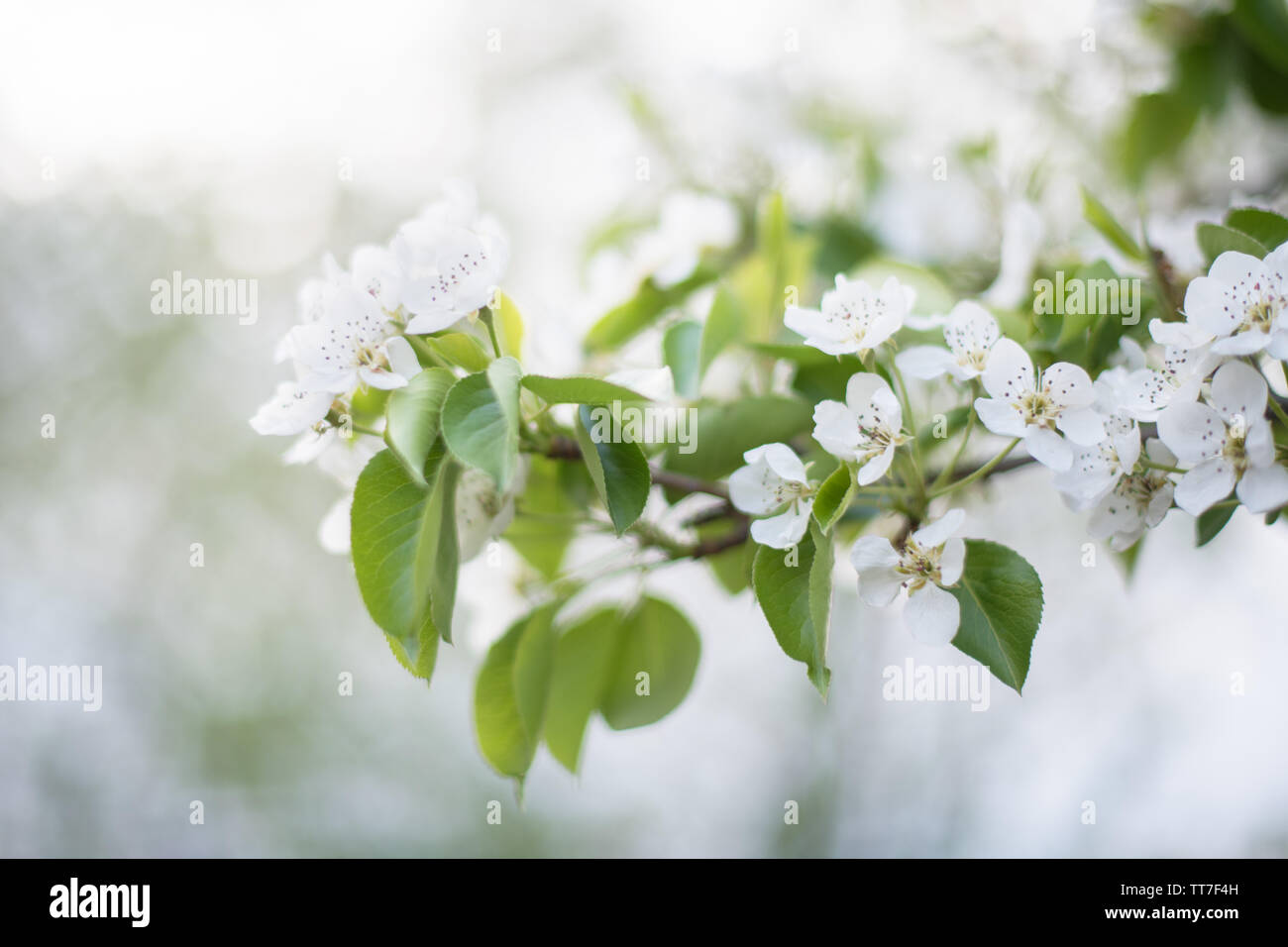 Blooming white flowers fruit tree: Apple, pear in the garden in early spring. Horizontal photography Stock Photo