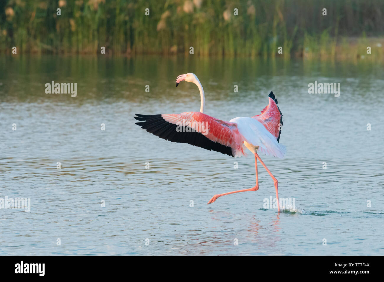 Greater flamingo (Phoenicopterus roseus) running across water at Al Qudra lakes, Dubai Stock Photo