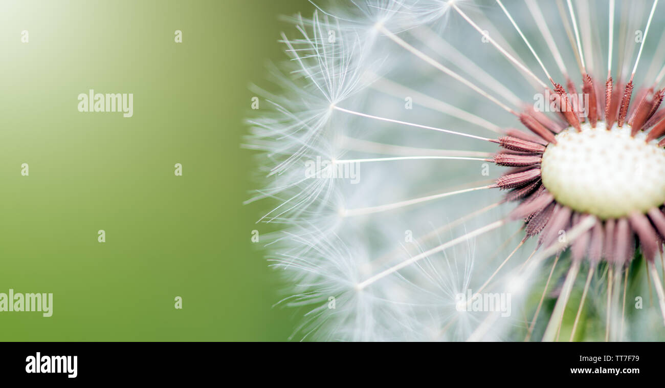 Banner. On a green background cross-section of a white dandelion in sunlight Stock Photo
