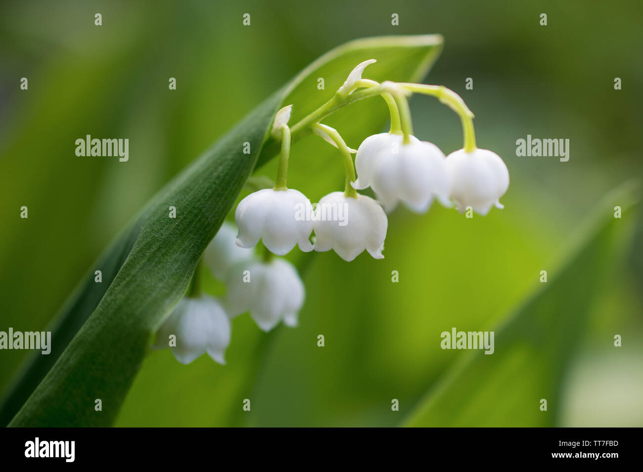 White day lily hi-res stock photography and images - Alamy