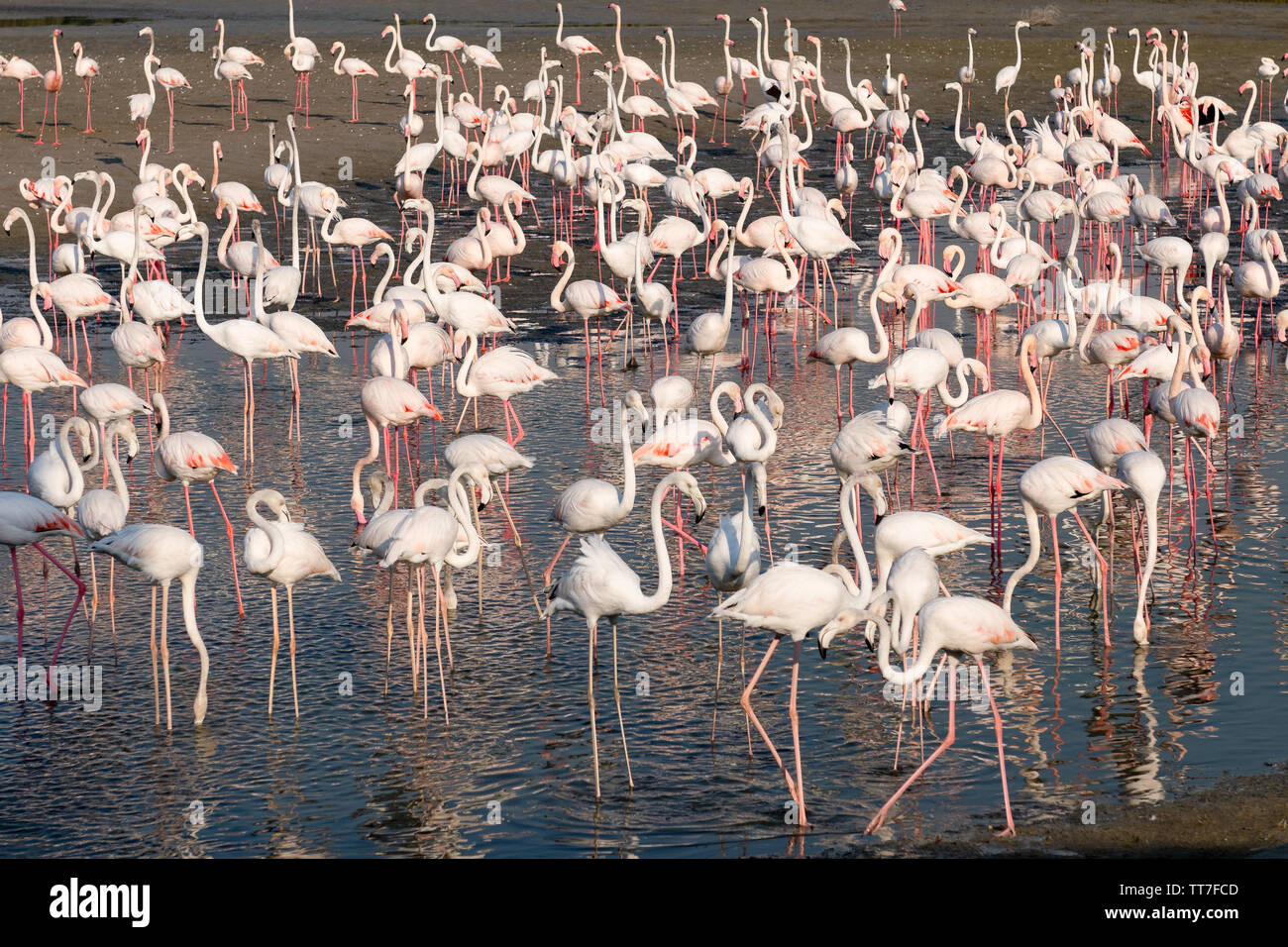 Flamingo dubai hi-res stock photography and images - Alamy
