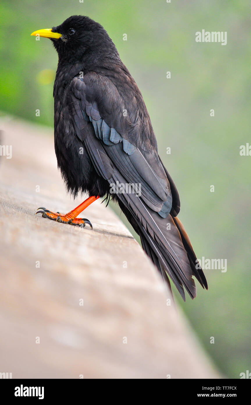 Black raven with yellow beak Stock Photo