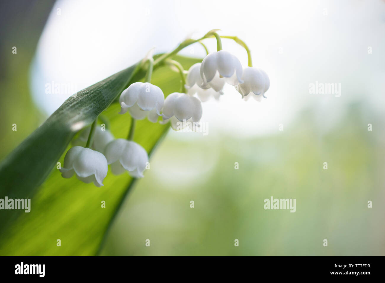 Lily wallpapers hi-res stock photography and images - Alamy