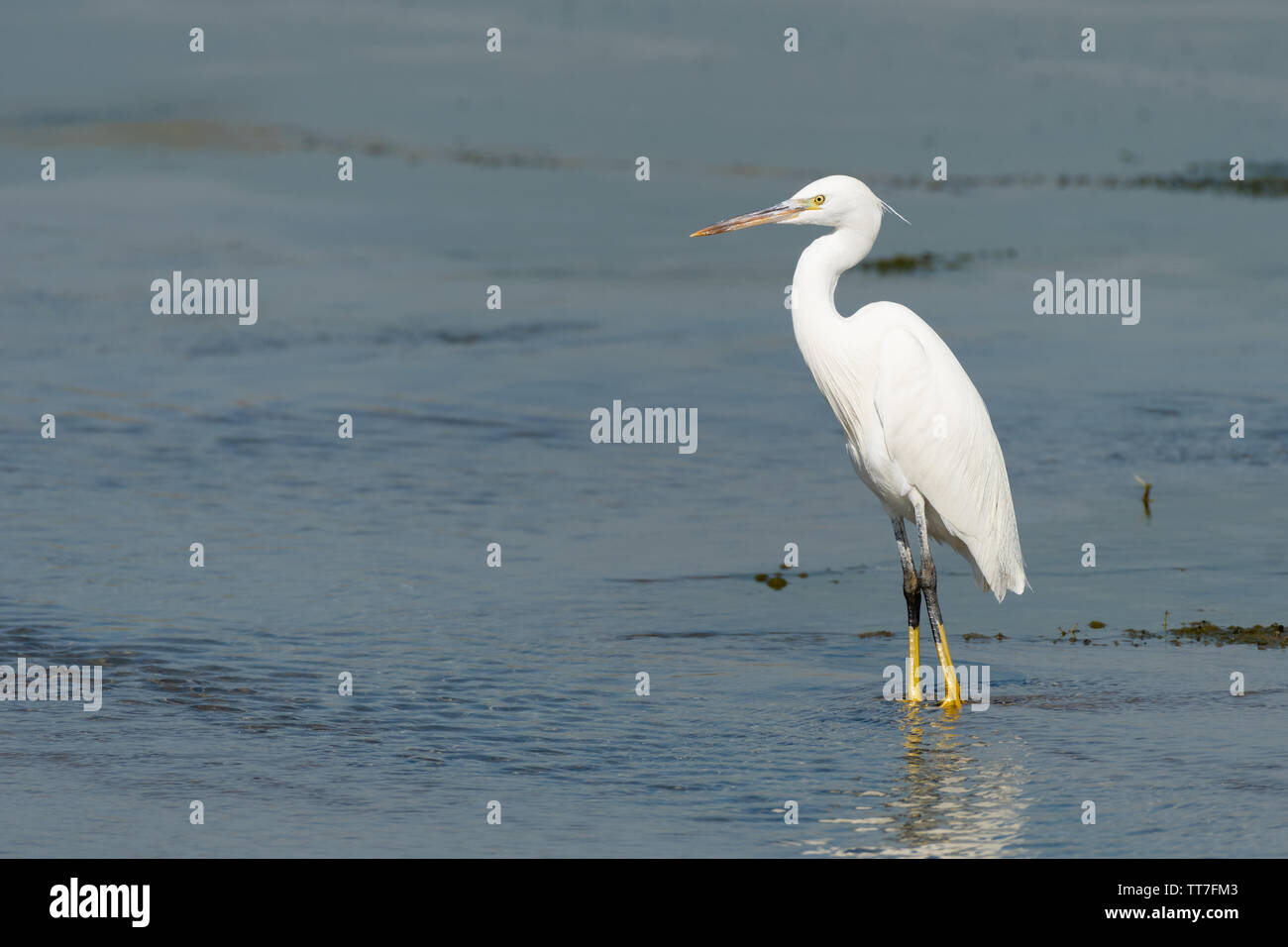 Intermediate egret, median egret, smaller egret, or yellow-billed egret (Ardea intermedia) is a medium-sized heron Stock Photo