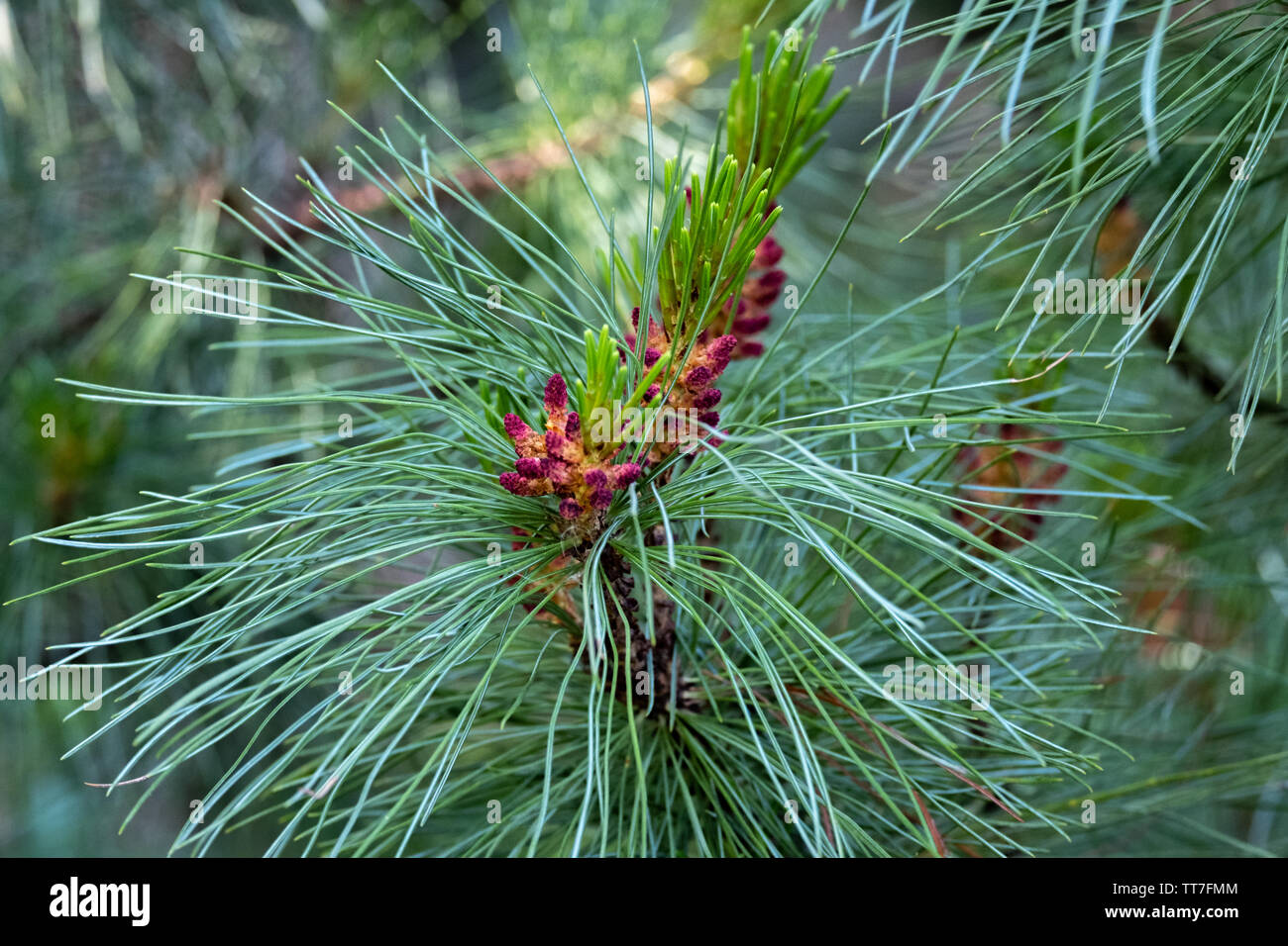 Abies arizonica. Pinaceae - genus of pine. View of the little blossoming fir cones Stock Photo