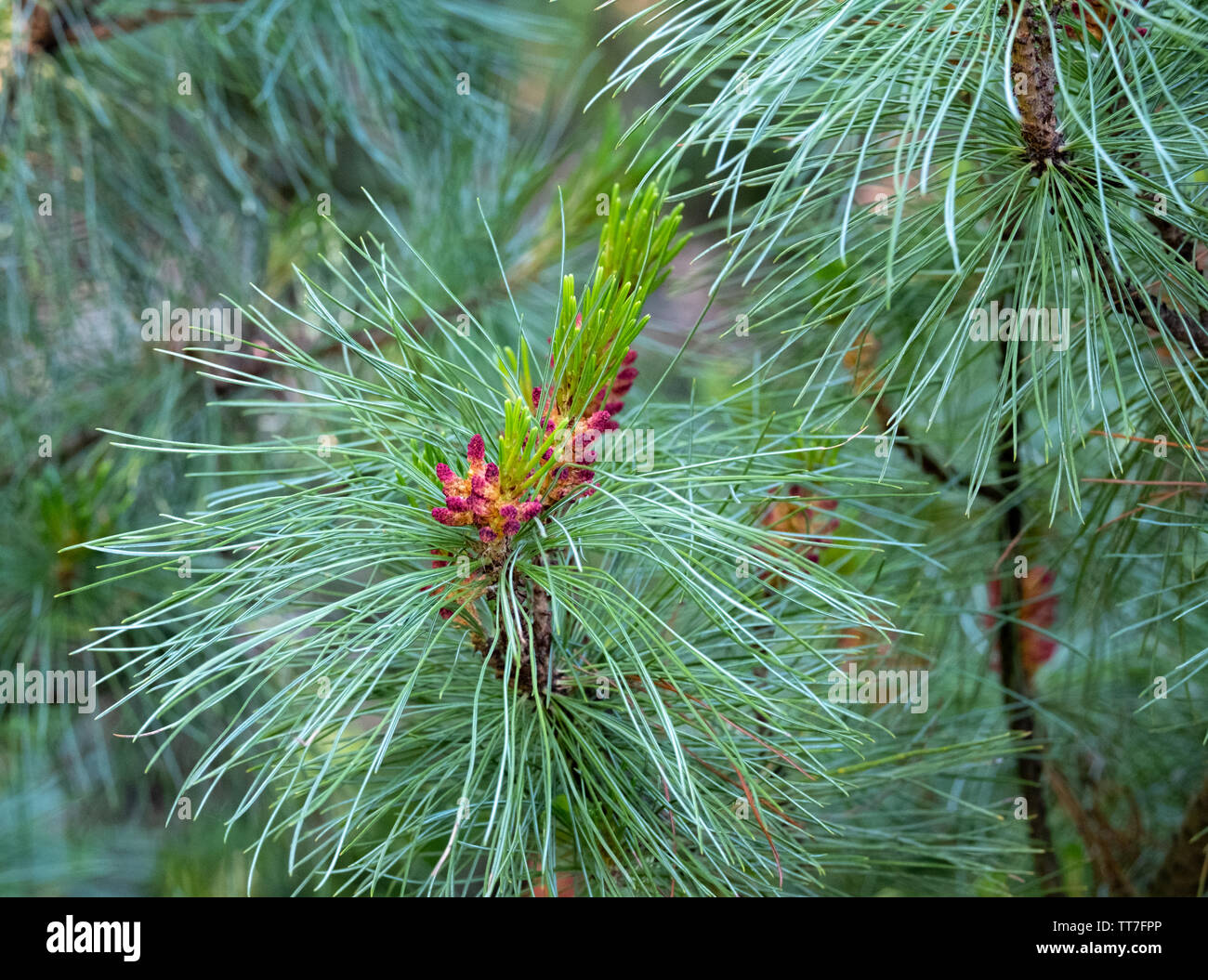 Abies arizonica. Pinaceae - genus of pine. View of the little blossoming fir cones Stock Photo