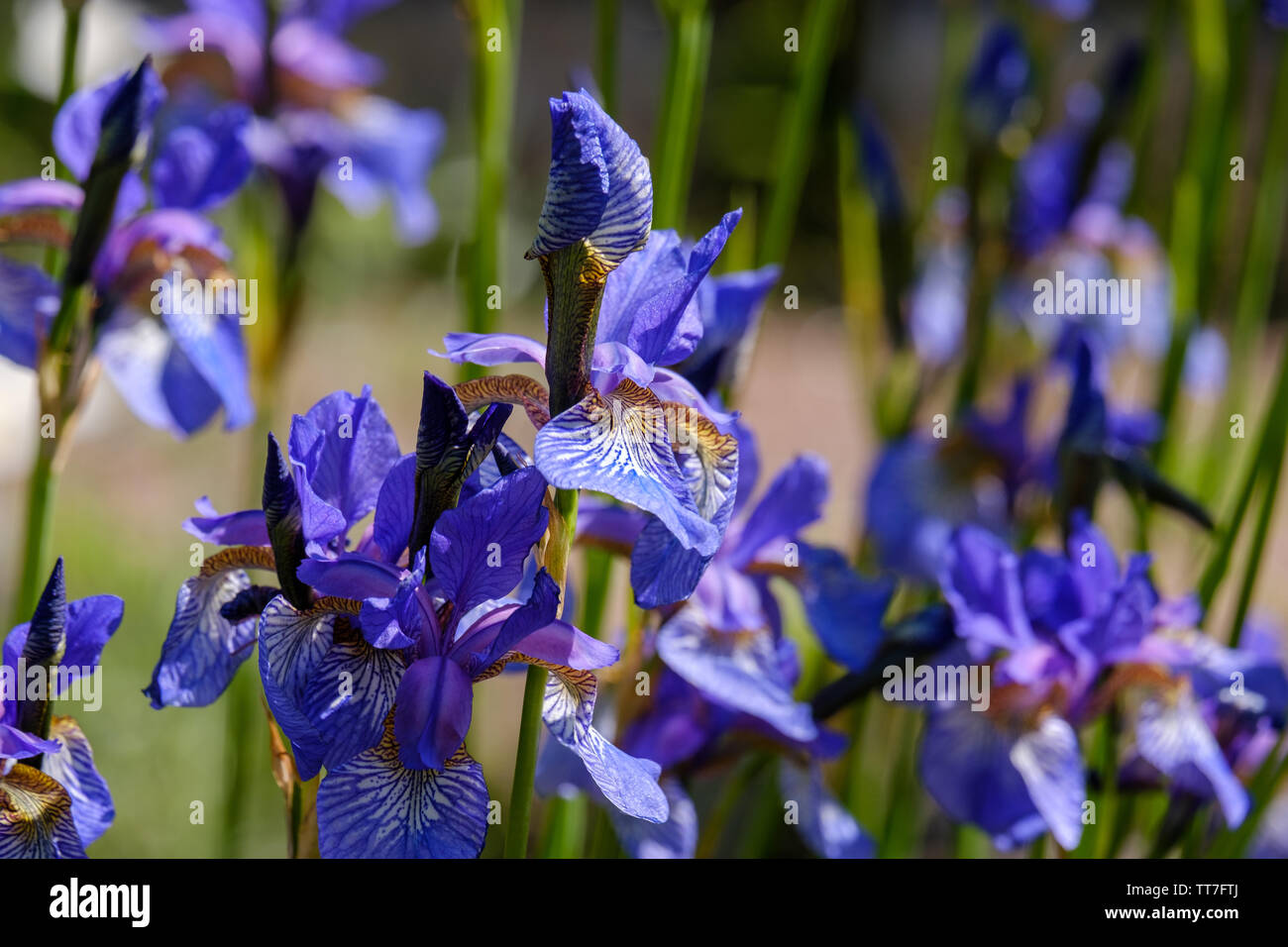 Tiny violet blue irises spring flowers blossoming in the garden. Iris reticulata or Dwarf iris