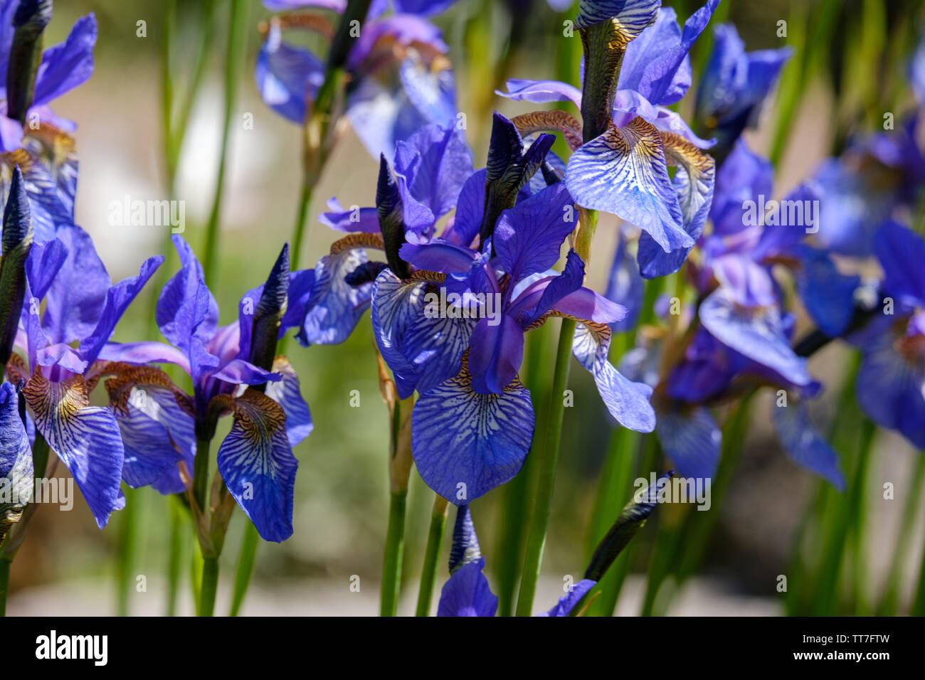 Tiny violet blue irises spring flowers blossoming in the garden. Iris