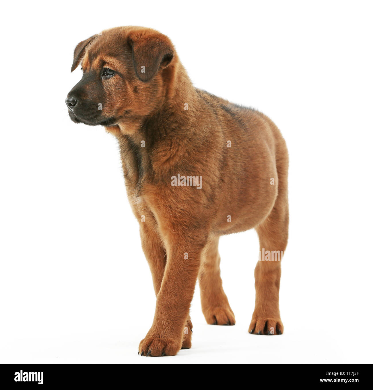 Cute puppy isolated on white Stock Photo - Alamy
