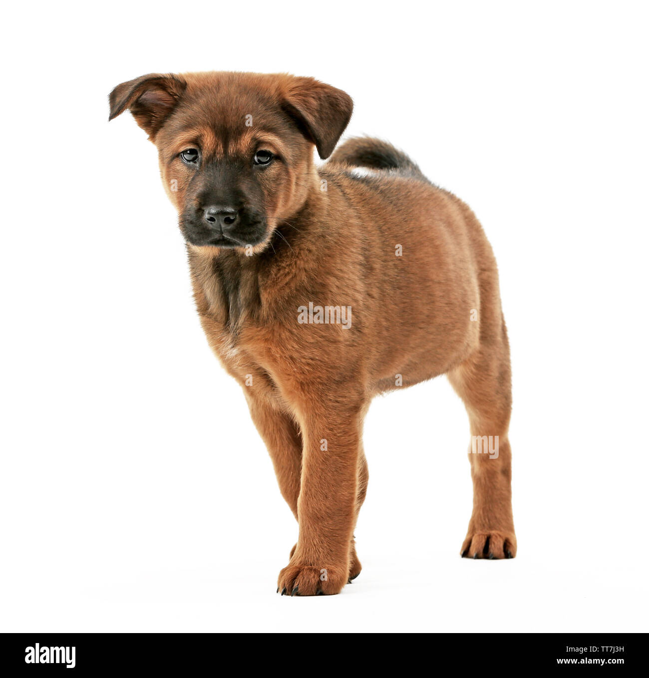 Cute puppy isolated on white Stock Photo - Alamy